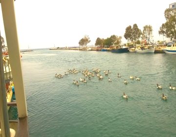 Picture of ducks in the water